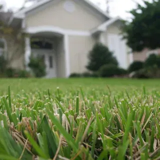 thumbnail for publication: Lawns and Turf